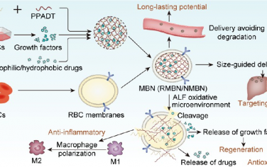 ACS Nano：仿生多功能纳米框架用于急性肝衰竭的症状缓解和修复治疗