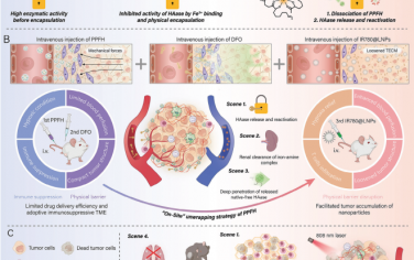 Adv. Mater：远程释放金属-多酚封装的透明质酸酶以打破肿瘤物理屏障和优化光学疗法诱导的免疫应答