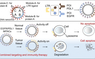 JACS：智能模块化DNA溶酶体靶向嵌合体纳米装置用于实现精准肿瘤治疗