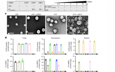 Nature Nanotechnology：用于联合抗原蛋白mRNA疫苗接种的病毒样结构