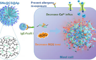 ACS Nano：可生物降解的介孔有机硅基纳米稳定剂可靶向肥大细胞以实现对过敏性疾病的长期治疗