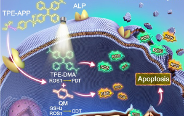 ACS Nano：多功能碱性磷酸酶响应性AIE探针用于癌症鉴别成像和化学动力学-光动力治疗