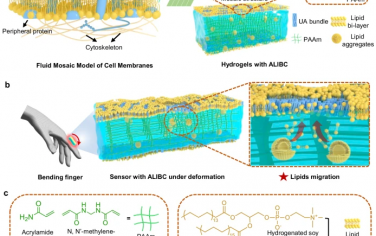 南京大学Nature Commun：生物启发的脂质双层涂层增强水凝胶传感器持水性
