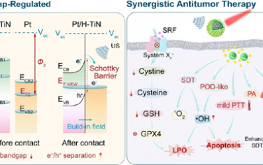 ACS Nano：一石四鸟：带隙调节的多功能肖特基异质结用于内/外源性刺激的抗肿瘤协同治疗