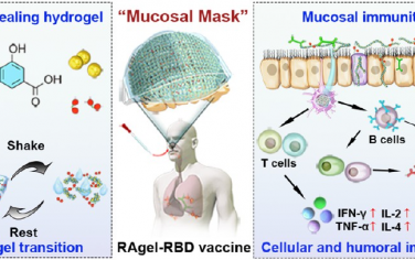 ACS Nano：可注射的水凝胶黏膜疫苗能够产生对呼吸道病毒的保护性免疫