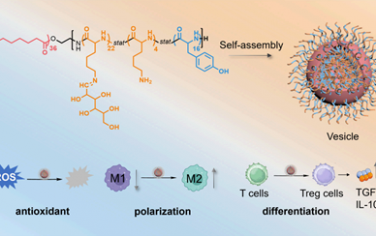 Nano Lett：具有抗氧化和免疫调节作用的聚合物囊泡可通过清除活性氧和免疫调节治疗糖尿病伤口