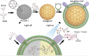 AM：基于共价有机框架的纳米生物杂化材料的再生仿生光合作用
