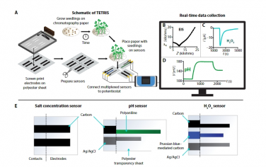 Science Advances：使用印刷电化学传感器和机器学习对整个植物根部进行时间分辨化学监测