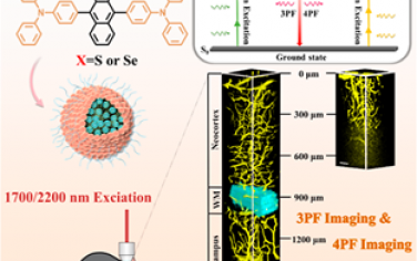 ACS Nano：近红外发射π共轭低聚物纳米颗粒用于实现超过1700 nm激发的三光子和四光子深脑显微成像