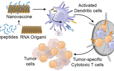 ACS Nano：可作为自佐剂纳米疫苗平台的RNA折纸用于癌症免疫治疗