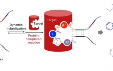 Nature Chem：通过DNA编码的动态分子库发现蛋白模板配体