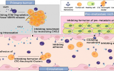 ACS Nano：中性粒细胞纳米诱饵可通过阻断肿瘤细胞和中性粒细胞之间的相互作用以抑制肿瘤转移