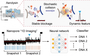 南京大学JACS：纳米孔随机碰撞动态精确识别单分子