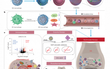 Nature Nanotechnology：多模式智能系统重新编程巨噬细胞并清除尿酸盐以治疗痛风性关节炎