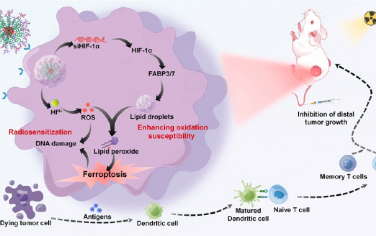 ACS Nano：原位重编程肿瘤固有的脂滴生物发生以实现低剂量辐射激活的铁死亡免疫治疗