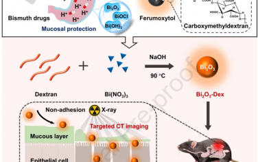 Biomaterials：葡聚糖包被的超小氧化铋纳米粒子用于炎症性肠病的靶向计算机断层成像