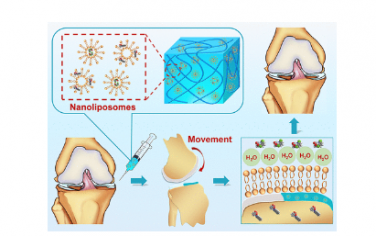 ACS Nano：受半月板启发的自润滑和摩擦响应水凝胶，用于保护关节软骨和改善运动