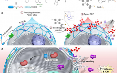 Angew：膜锚定自组装肽可实现I型AIEgens的生物正交偶联以用于焦亡诱导的癌症治疗