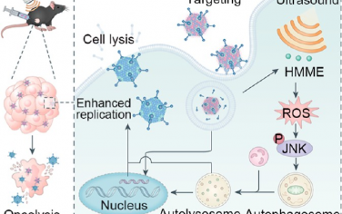 ACS Nano：通过声动力疗法增强病毒复制以提高溶瘤腺病毒的抗肿瘤疗效