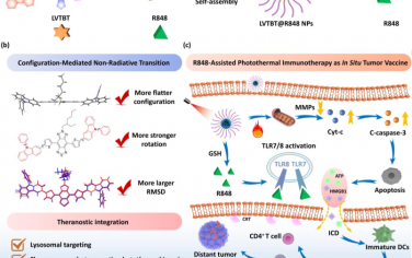 Angew：构型介导的高效非辐射跃迁可实现R848辅助的光热免疫治疗以抑制肿瘤生长和转移