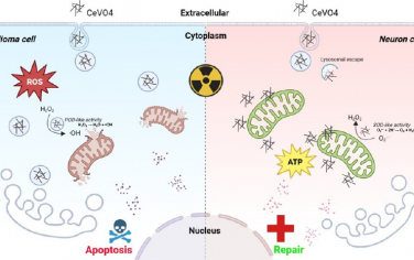 ACS Nano：具有pH依赖性双重酶活性的钒酸铈纳米酶用于靶向治疗胶质母细胞瘤和放疗后损伤保护