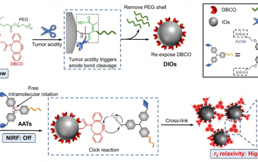 Angew：AIEgens交联氧化铁纳米粒子通过肿瘤酸性介导的点击反应同步放大原位双模态成像信号