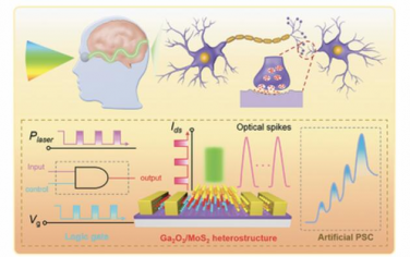 AFM：基于Ga2O3/MoS2范德华异质结构的光电神经形态逻辑存储器件具有高整流和开/关比