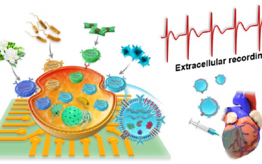 Nano Lett：动态、无标记传感心肌细胞对纳米囊泡的响应以用于心脏氧化应激损伤治疗
