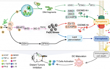 Angew：铱(III)光敏剂可同时诱导焦亡和铁死亡以实现多网络协同性肿瘤免疫治疗