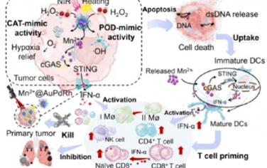 ACS Nano：通过大介孔纳米酶逆转乏氧和激活STING通路以实现NIR-II光增强的肿瘤多金属-免疫治疗