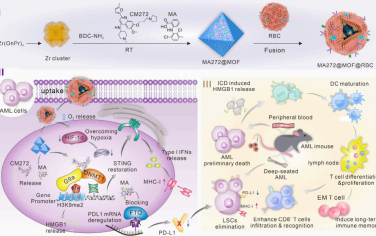 Nano Lett：基于红细胞的仿生MOF可作为三重表观遗传调控因子增强抗白血病免疫