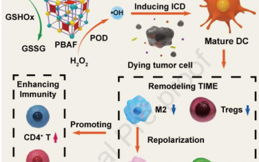  Biomaterials：具有双酶活性的光敏纳米酶用于重塑肿瘤免疫抑制微环境和增强免疫治疗