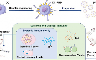 ACS Nano：模拟病毒的细胞外囊泡疫苗可通过免疫募集增强全身和黏膜免疫