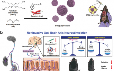 Adv. Mater：口服的自供电刺激器能够实现靶向肠-脑轴的电刺激以治疗肥胖和代谢紊乱
