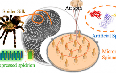 ACS Nano：过表达人工蜘蛛丝微针喷丝头用于混合蜘蛛丝的三维气流纺