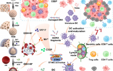 ACS Nano：可生物降解的长循环纳米激动剂可通过级联激活cGAS-STING通路提高抗肿瘤免疫