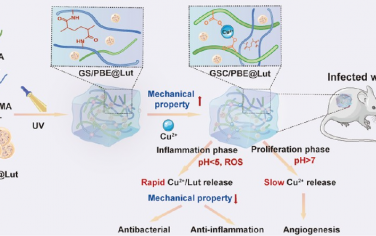 ACS Nano：双网络复合水凝胶可通过自调控Cu2+/木犀草素释放和机械调节以促进伤口愈合