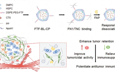Adv. Mater：细胞外基质捕获的仿生脂蛋白可延长在肿瘤内的保留以增强抗肿瘤免疫