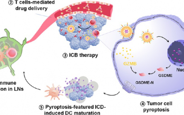 ACS Nano：双响应性纳米药物可通过靶向淋巴系统激活程序性抗肿瘤免疫