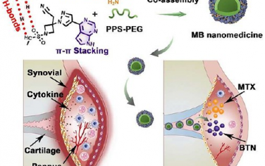 ACS Nano：利用甲氨蝶呤和巴瑞替尼之间的分子间相互作用构建共组装纳米药物以治疗类风湿关节炎