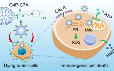 JACS：PAMAM基聚合物免疫原性细胞死亡诱导剂用于增强癌症免疫治疗