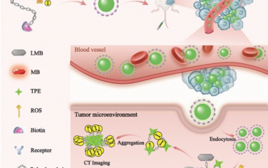 Adv. Mater.: 自组装纳米 CT造影剂利用尺寸聚集改善体内肿瘤 CT成像