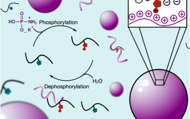 Nature Communications：通过无酶动态磷酸化形成的活性液滴