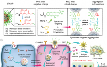 Adv. Mater：靶向溶酶体的纳米颗粒聚集可逆转免疫抑制肿瘤微环境以用于癌症免疫治疗