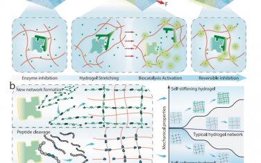 Nat Commun：利用酶驱动的机械响应来改变水凝胶的形状