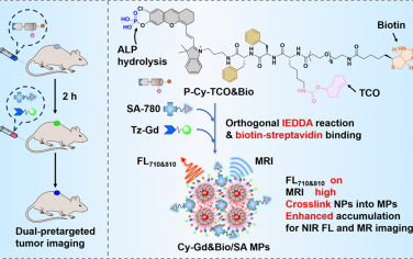 JACS：可控原位自组装的生物素化反式环辛烯纳米粒子用于实现正交双重预靶向近红外荧光和磁共振成像