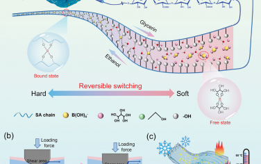 AFM：溶剂诱导动态键合调节构建具有可切换摩擦学性能和环境适应性的自适应润滑水凝胶