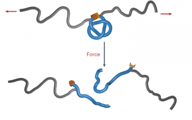 Nature Chem：机械切断打结聚合物