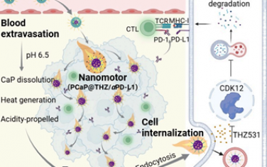 Nano Lett：酸驱动的聚合物/磷酸钙混合纳米马达(PCaPmotor)用于药物递送和抗癌免疫治疗