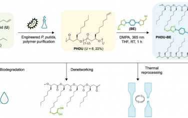 Science Advances：由设计者聚羟基脂肪酸酯制成的弹性体 vitrimer，具有可回收性和生物降解性